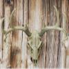 10 European Mount Skull Hanger Deer Skulls Mount Euro Mounts Skull Hangers Deer Skull Hangers view 4