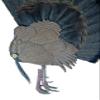 Walnut Turkey Bust Display for Tail, Beard, Spurs, Shotgun Shell, & Fan - Unique Plaque (Feet w/Spurs) view 1