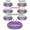 Tannius Pickleball Paddle Grip Tape, 6 Pack Precut Pickleball Grips, Absorbent and Enhanced Pickleball Paddle Overgrip (6-Pack Purple) view 4