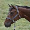 Dover Saddlery Equestrian Padded Striped Breakaway Halter Lead - Navy - Horse-F/S view 1