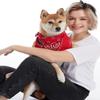 MissShorthair Large Bandana cotton Handkerchiefs Head Bandanas for Men Red Bandana hankies Packs Paisley Bandanas view 3