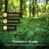HIT LIST SEED Shade Food Plot Seeds for Deer [Annual & Perennial] - Deer Food Plot Seed Perennial - Deer Plot Seed Mix - Clover, Forage Brassica & Ryegrass - Spring, Summer & Fall Planting - 3 lbs view 2