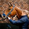 Horseware Signature Grooming Halter view 3