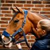 Horseware Signature Grooming Halter view 4