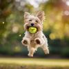 ShopInstaPets 3 Pack Tennis Balls | Officially Licensed | Great for Dogs & Tennis Players (Alabama Crimson Tide) view 2
