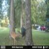 Moultrie Feed Bin - Gravity-Fed Wildlife Feeder view 2