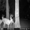 Moultrie Feed Bin - Gravity-Fed Wildlife Feeder view 3
