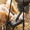 Moultrie Ranch Series Axis Trough view 2