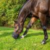 Best Friend Deluxe Grazing Muzzle with Attached Halter for Horses - Ventilated, Lightweight Neoprene with Padded Noseband, Control Food Intake, Horse Size view 2