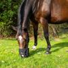 Best Friend Deluxe Grazing Muzzle with Attached Halter for Horses - Ventilated Neoprene, Padded Noseband, Breakaway Design, Lightweight Food Intake Control, Large Horse view 3
