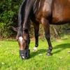 Best Friend Deluxe Grazing Muzzle with Attached Halter for Horses - Ventilated, Lightweight with Padded Noseband, Control Food Intake, Mini Size view 3