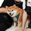 Personalized Green Bay Dog Bandana, Custom Name and Number Dog Scarf, Customize Adjustable Pet Bandana Gifts for Small Medium Pet Dog Cat 2 Side Printing view 3