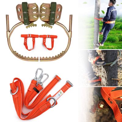 Tree Climbing Tool, Stainless Steel Professional Tree Climbing Gear Kit with Safe Belt, Adjustable Pole Climbing Spikes for Climbing Hunting Observation Picking Fruit,500model