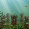 Ugly Tree Artificial Lake and Pond Habitats, brown view 2