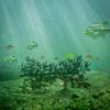 Ugly Tree Artificial Lake and Pond Habitats, brown view 4