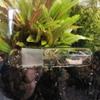 2 Pack 3 Holes Planaria Trap for Aquarium Bristle Worm Catcher Worm Trap for Fish Tank Leeches Catcher for Cherry Shrimp Tank view 3