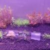 2 Pack 3 Holes Planaria Trap for Aquarium Bristle Worm Catcher Worm Trap for Fish Tank Leeches Catcher for Cherry Shrimp Tank view 4