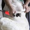 110v/220v Electric Sheep Shears Shearing Machine Adjustable Speed Wool Clipper Animal Grooming Clipping Machine Heavy Duty Farm Livestock Haircut,Yellow (Red) view 3