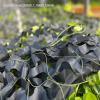 Camouflage Netting for Gardens,Outdoor Shade Camo Nets,Military Nets,Black Camouflage Mesh,Lightweight and Durable,1/2/3/4/5/6/7/8/9/10m,Black-1x8m(3.3 * 26.2ft) view 3