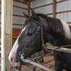 Majestic Ally Nylon Padded Equestrian Browband Headstall, Reins & BreastCollar Set for Horse- Full (Chocolate, Full) view 4