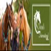Cheval's International Wool Mohair Free Size Breast Collars and Cinch Combo : Premium Quality Horse Riding Equipment and Stylish Collar Accessories(Multi1_Cinch - 28) view 2