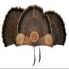 Multi-Fan Walnut or Cherry Turkey Tail Fan Display Kit for Spurs, Beards, Standard and Live Edge Options (Standard Cherry) view 1