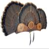 Multi-Fan Walnut or Cherry Turkey Tail Fan Display Kit for Spurs, Beards, Standard and Live Edge Options (Standard Cherry) view 3