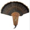 Carved Turkey Tail Mounting Kit w/ Beard and Spur Display Options - Customizeable for All Species! (Cherry) view 1