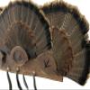 Multi-Fan Walnut or Cherry Turkey Tail Fan Display Kit for Spurs, Beards, Standard and Live Edge Options (Live Edge Walnut) view 3