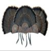 Multi-Fan Walnut or Cherry Turkey Tail Fan Display Kit for Spurs, Beards, Standard and Live Edge Options (Standard Walnut) view 1