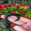 00G Black Pincher Tapers Septum Rings C Shape Buffalo Septum Stretcher Expander Stretching Nose Ear Lobe Gauges Piercing Jewelry 10mm view 3