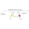 Cuoyuqie 50pcs Fishing Foam Floats Strike Indicators Walleye Pompano Bottom Rig 20mm (Green 50pcs) view 2