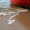 LOHISHILO Boat Anchor Kit 35 lb Small Yacht Boat Anchor, Marine Stainless Steel 316 Wing Style Anchor 31.1 * 14.4.14.6in for Sand, Pebbles, Rocks, Grass, Seaweed, Coral Bottoms view 3