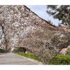 Camouflage Netting, Hunting Camo Net, Sunscreen Shade Net for Pergola/Garden/Patio, 2x3/3x4/4x5/5x6/6x8m Military Camouflage Net,drygrass-8x8m/26.2 * 26.2ft view 4