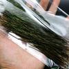 YJIUYUANQ 200Pc Fly Fishing Tied Material Natural Peacock Herl Feather Wire Tail Ribbon Gloss Streamers Accessories, as show view 3
