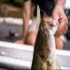 Berkley PowerBait Power Jerk Shad Fishing Soft Bait view 3