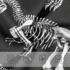 ALAZA Skeleton Of Dinosaur Black White Boys' Briefs Soft Underwear Available in Sizes 3t view 3