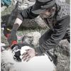 780W Sheep Shearing Machine Set, Electric Sheep Shears, Grooming Shearing Machines Clipper for Livestock, Sheep Shearing Machine view 2