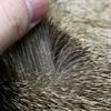 YJIUYUANQ Fly Tying Materials Natural Color Deer Hair Patch for muddlers Hoppers humpies Deer Body Fur Dry Tails Wings, 8x8cm, 1pc, As Show view 3