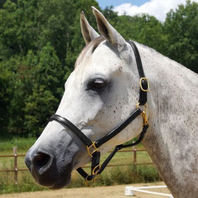Country Pride Quiet Creek Double Stitched Refined Premium Leather Halter (Black, Horse)