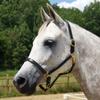 Country Pride Quiet Creek Double Stitched Refined Premium Leather Halter (Black, Horse) view 1