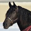Country Pride Quiet Creek Triple Stitched Thoroughbred Style Adjustable Leather Halter (Large Horse) view 1