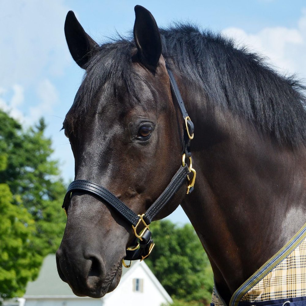 Country Pride Quiet Creek Triple Stitched Premium Leather Halter (Black, Cob)