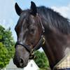 Country Pride Quiet Creek Triple Stitched Premium Leather Halter (Black, Cob) view 1
