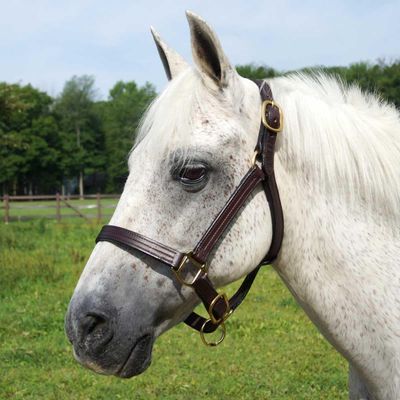 Country Pride Quiet Creek Triple Stitched Thoroughbred Style Adjustable Leather Halter (Cob)