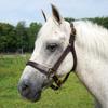 Country Pride Quiet Creek Triple Stitched Thoroughbred Style Adjustable Leather Halter (Cob) view 1