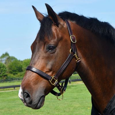 Country Pride Quiet Creek Triple Stitched Premium Leather Halter for Horses, Handcrafted in USA, Solid Brass Hardware, Rolled Throat Latch with Snap, Adjustable Crown and Chin (Brown, Horse)