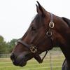 Country Pride Quiet Creek Triple Stitched Thoroughbred Style Premium Leather Halter (Large Horse) view 1