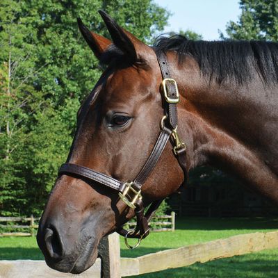 Country Pride Quiet Creek Triple Stitched Leather Halter (Cob)
