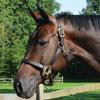 Country Pride Quiet Creek Triple Stitched Leather Halter (Cob) view 1